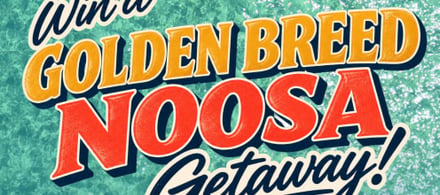 Golden Breed Surf